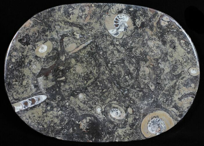 / Fossil Orthoceras & Goniatite Plate - Stoneware #58568